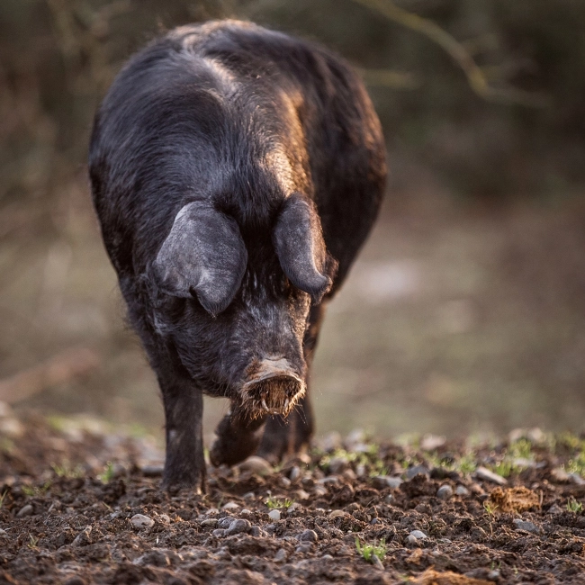 Porc noir de Bigorre et conserverie